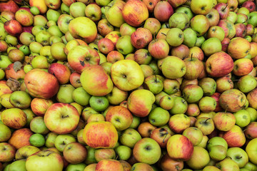 Schwaebisch Hall, Wackershofen, Germany - 15 October 2019: View on the apples, apple, for the fruit juice or apple juice