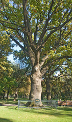  image of old big tree in the summer park