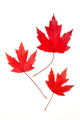 Red Maple Leaves