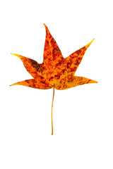 Sweetgum Leaf