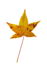 Sweetgum Leaf