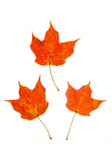 Red Maple Leaves