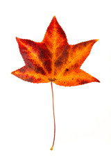 Sweetgum Leaf