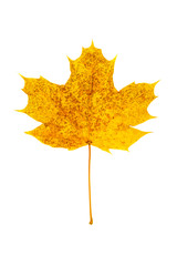 Norway Maple Leaf