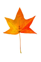 Sweetgum Leaf