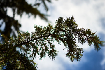 tree and blue sky