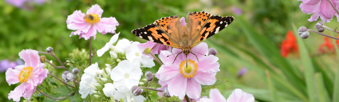 Schmetterling 623