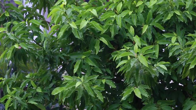 White Michelia champaca or Champaka flowers