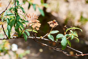 small insect perched on wild flower