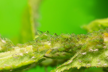 Fototapeta premium Many aphids on rose stem