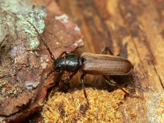 Brown spruce longhorn beetle, Tetropium fuscum with parasites on pine wood