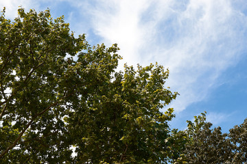 tree and blue sky