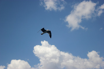 A seagull flying with wings against blue sky bottom view
