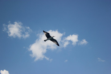 A seagull flying with wings against blue sky bottom view