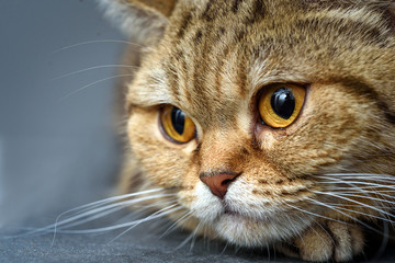 Bengal cat with space for advertizing and text