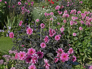 A colourful flower border of Dahlias including Dahlia 'Fascination'