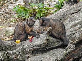 Pair of capuchin monkeys eating fruit