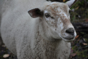 portrait of a sheep