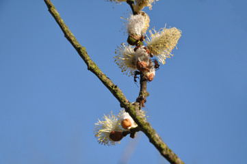 a few ants discovering a tree