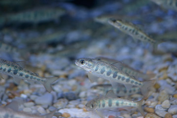 Trachurus trachurus Cantabrian Sea