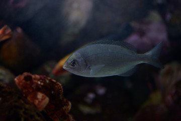 Sparus aurata swimming and Scorpionfish in the background