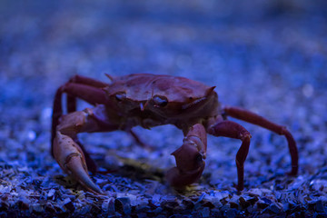 Necora or crab species from the Cantabrian Sea