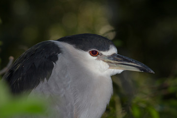 Black-crowned night heron (Nycticorax nycticorax) portrait.