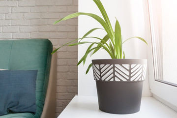 A green plant in a black and white flower pot stands on a sunny white windowsill in a modern living room. The room has a wall of white decorative bricks, a green soft sofa and a gray pillow on it