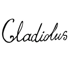 Vector lettering written by hand. Gladiolus on white background.