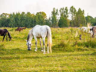 Obraz na płótnie Canvas A horse grazes in a meadow