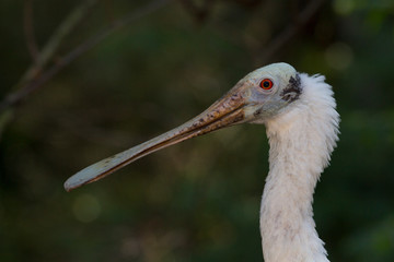 Portrait of a roseate spoonbill, Platalea ajaja