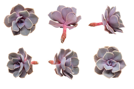 Set of six photos of an Echeveria lilacina isolated on white background without a shadow. Ghost Echeveria is a species of succulent plants belonging to the family Crassulaceae