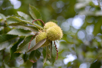 chestnut hedgehog. Castanea sativa, the chestnut tree, is a tree that belongs to the family of the fagáceas