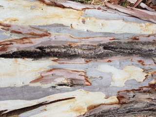 Corteccia di eucalipto