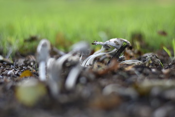 Pilze