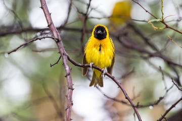 Yellow masked weaver bird sitting on a branch, Namibia, Africa