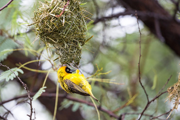 Yellow masked weaver bird building a nest, Namibia, Africa