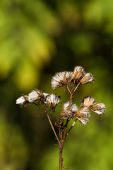 Dried thistle in sunlight. Autumn.