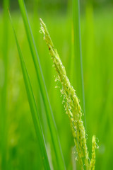 Rice flowering in the field,close up