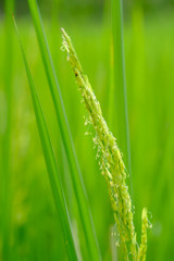 Obraz na płótnie Canvas Rice flowering in the field,close up