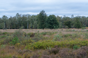 Landscape with Kempen forests in North Brabant, Netherlands in autumn