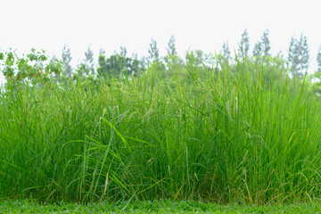 Green rice field on nature background