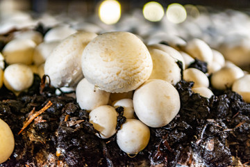 White champignon mushrooms growing in dark grotten on champignons farm