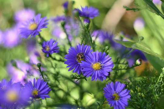 Violette Herbstastern