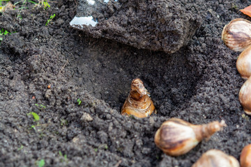 Autumn garden works, shovel and spring flowers bulbs ready for planting
