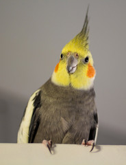 Cockatiel parrot 