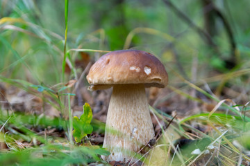 Edible forest mushroom Boletus Edulis or porcini fungus, tasty vegetarian food