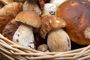 Basket with fresh edible forest mushrooms Boletus Edulis or porcini fungus, tasty vegetarian food