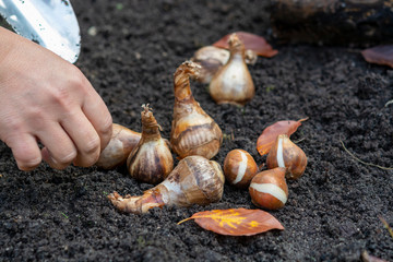 Autumn garden works, shovel and spring flowers bulbs ready for planting