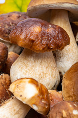 Fresh raw edible forest mushrooms Boletus Edulis or porcini fungus, tasty vegetarian food